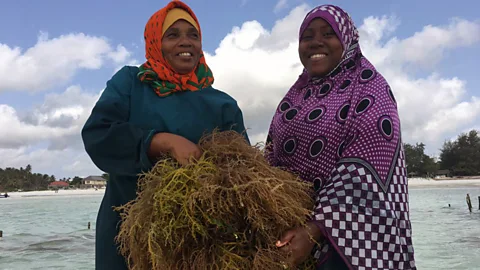 People Fixing the World, The seaweed farmers adapting to warming seas