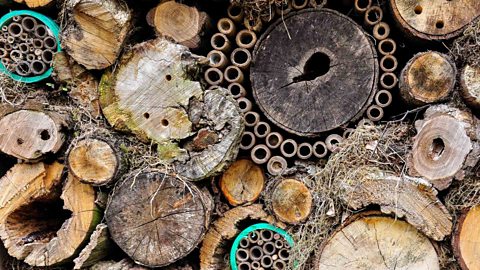 A bug hotel