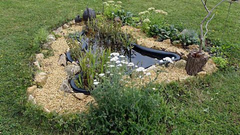 A garden pond