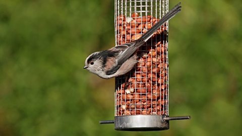 A long tailed tit at a bird feeder