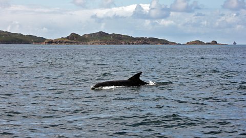 Minke Whale appearing above the water