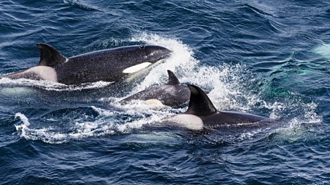 Three orcas swimming together in the sea