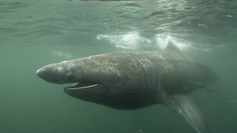 Basking shark feeding on plankton