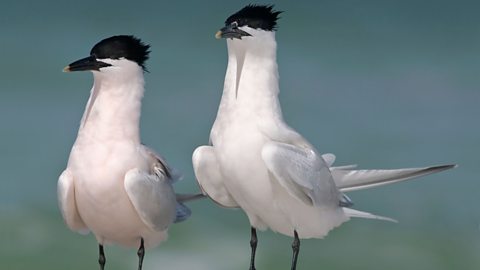 Two Sandwich terns