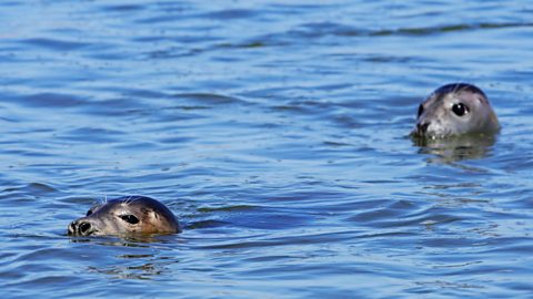 Two grey seals swimming in the sea