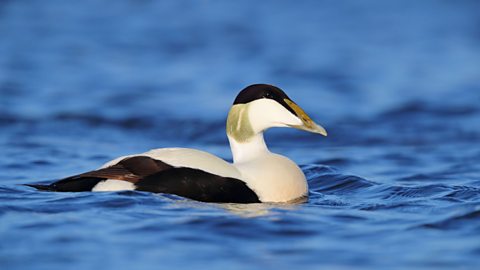 An adult Eider duck