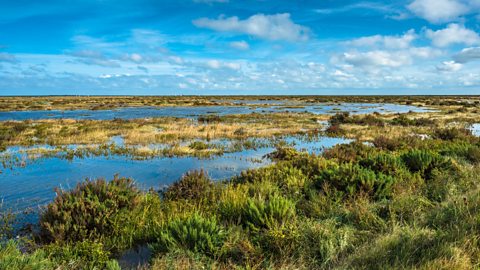 View of a salt marsh on a sunny day