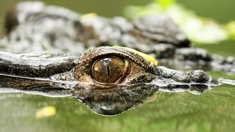 In Our Time, In Our Time, The Evolution of Crocodiles