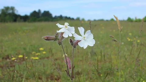 Costing the Earth, Costing the Earth, Britain's Changing Flowers