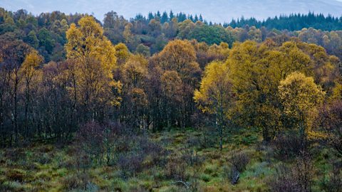 Autumnal forest 