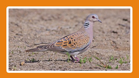 A turtle dove