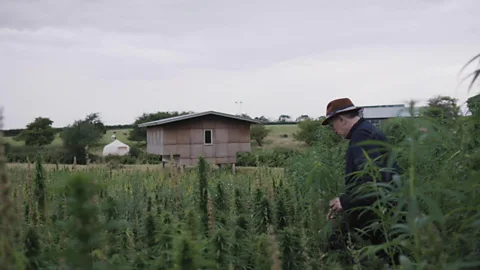 How the cannabis plant can clean up the Earth