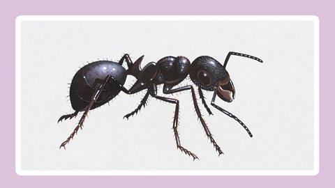 Black ants