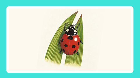 Ladybird