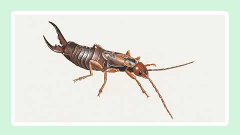 Earwigs