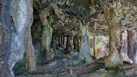 A limestone cave filled with columns where stalactites and stalagmites have met