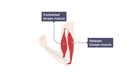 The biceps contracts and raises the forearm as the triceps relaxes