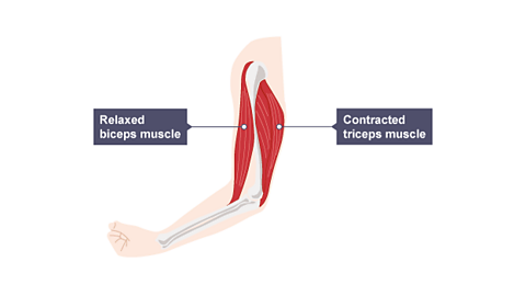 The triceps contracts and lowers the forearm as the biceps relaxes