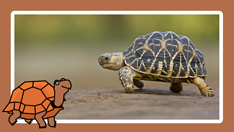 A small tortoise crawl along dry floor