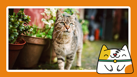 A tabby cat prowls through some plants