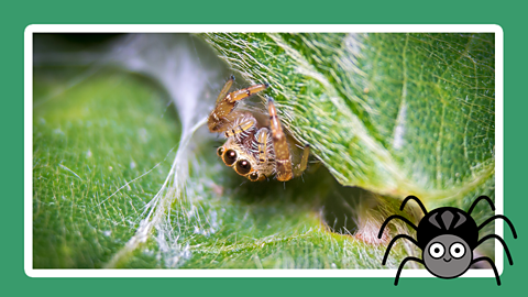 A spider hides in some leaves