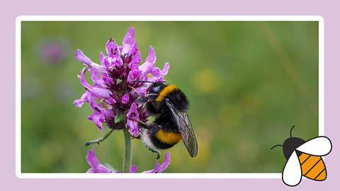 A bee on a flower