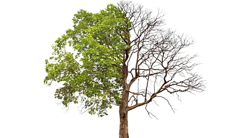 CrowdScience, CrowdScience, Do plants have immune systems?