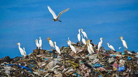 Birds flying over the top of a rubbish pile in a garbage centre in Indonesia.