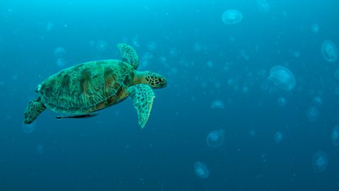 A sea turtle swimming underwater through a large group of moon jellyfish.