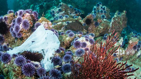 A plastic bag floating in the ocean is snagged on urchins and other marine life on this underwater reef.