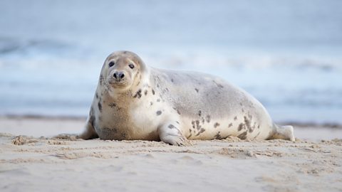 Grey seal at beach.