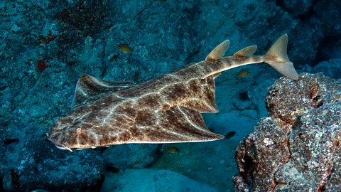 Atlantic angelshark (Squatina squatina) swimming through the reef.