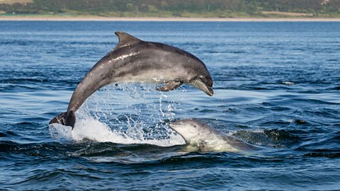 Two bottlenose dolphins breaching out of the blue sea in the summer sunshine.