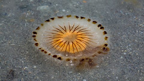 Compass jellyfish (Chrysaora hysoscella), County Kerry, Ireland.