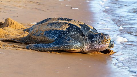 A leatherback sea turtle on a beach.