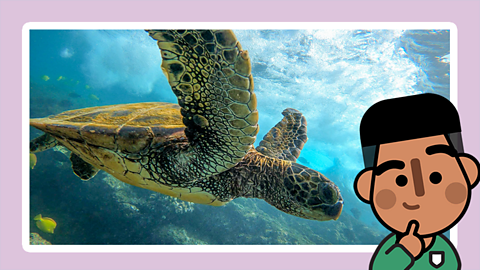 A green sea turtle swimming through water Regenerators character in front