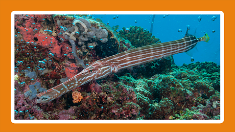 A long dark red and white trumpetfish swimming past coral