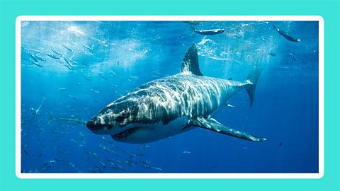 A great white shark swimming up to a shoal of fish