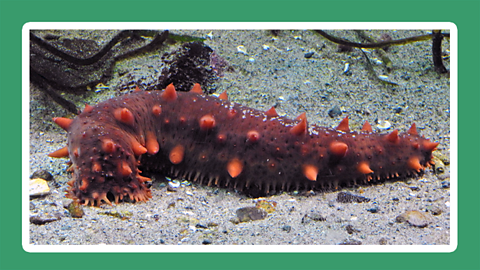 A spiky sea cucumber lying on the sea bed