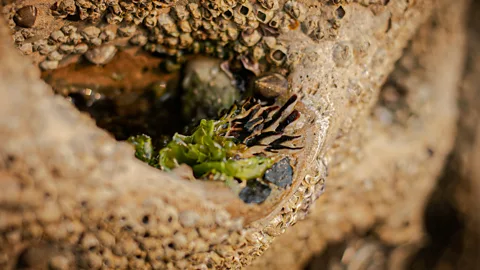 Costing the Earth, Costing the Earth, Earthshot: Fresh Ideas For the Environment