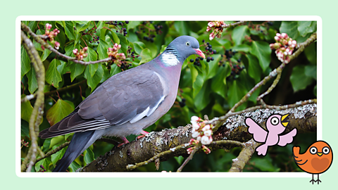 A pigeon rests in a tree