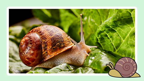 A snail eating a leaf