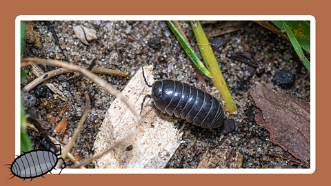 A woodlouse crawling along the floor