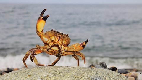 A crab on a stone against the sea.