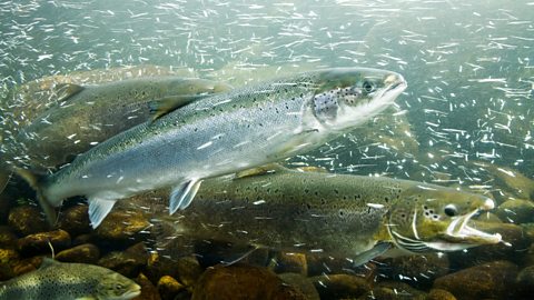 Atlantic salmons in a river.