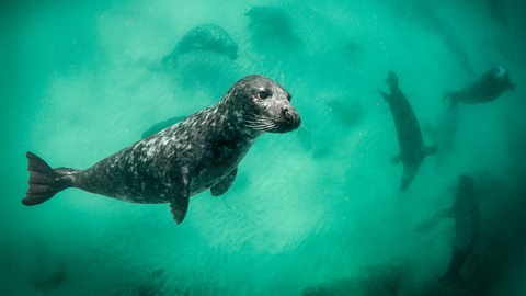 Harbour seal.