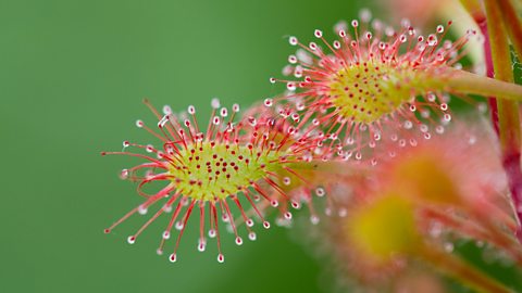 Close up of the sticky hairs on two sundew plants