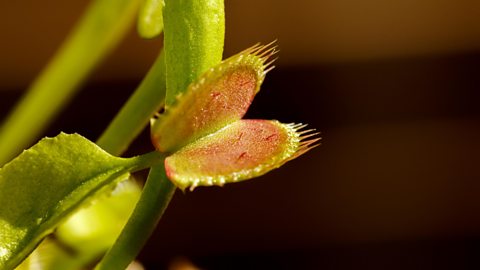 Close up of a venus fly trap with its mouth open