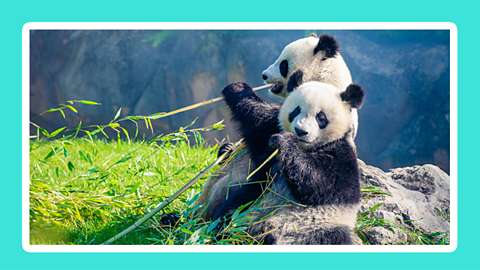 Two panda bears eating bamboo on a green clifftop