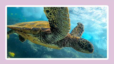 A green sea turtle swimming through water